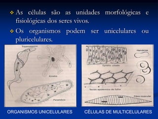  As células são as unidades morfológicas e
fisiológicas dos seres vivos.
 Os organismos podem ser unicelulares ou
pluricelulares.
ORGANISMOS UNICELULARES CÉLULAS DE MULTICELULARES
 