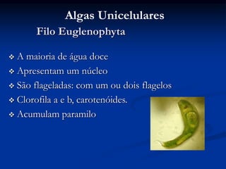 Filo Euglenophyta
 A maioria de água doce
 Apresentam um núcleo
 São flageladas: com um ou dois flagelos
 Clorofila a e b, carotenóides.
 Acumulam paramilo
Algas Unicelulares
 