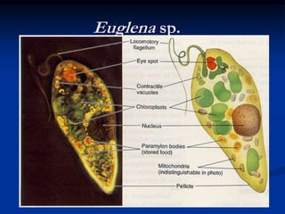 Euglena sp.
 