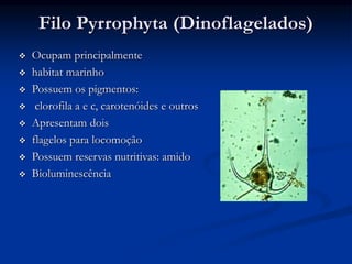 Filo Pyrrophyta (Dinoflagelados)
 Ocupam principalmente
 habitat marinho
 Possuem os pigmentos:
 clorofila a e c, carotenóides e outros
 Apresentam dois
 flagelos para locomoção
 Possuem reservas nutritivas: amido
 Bioluminescência
 