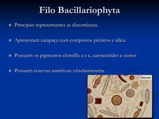 Filo Bacillariophyta
 Principais representantes as diatomáceas.
 Apresentam carapaça com compostos pécticos e sílica.
 Possuem os pigmentos clorofila a e c, carotenóides e outros
 Possuem reservas nutritivas: crisolaminarina
 