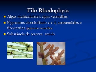 Filo Rhodophyta
 Algas multicelulares, algas vermelhas
 Pigmentos clorolofilado a e d, carotenóides e
ficoeritrina (pigmento vermelho)
 Substância de reserva amido
 