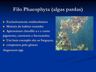 Filo Phaeophyta (algas pardas)
 Exclusivamente multicelulares
 Maioria de habitat marinho
 Apresentam clorofila a e c como
pigmento, carotenos e fucoxantina
 Um bom exemplo são os Sargaços,
 compostos pelo gênero
Sargassum spp.
 