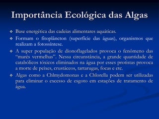 Importância Ecológica das Algas
 Base energética das cadeias alimentares aquáticas.
 Formam o fitoplâncton (superfície das águas), organismos que
realizam a fotossíntese.
 A super população de dionoflagelados provoca o fenômeno das
“marés vermelhas”. Nessa circunstância, a grande quantidade de
catabólicos tóxicos eliminados na água por esses protistas provoca
a morte de peixes, crustáceos, tartarugas, focas e etc.
 Algas como a Chlmydomonas e a Chlorella podem ser utilizadas
para eliminar o excesso de esgoto em estações de tratamento de
água.
 