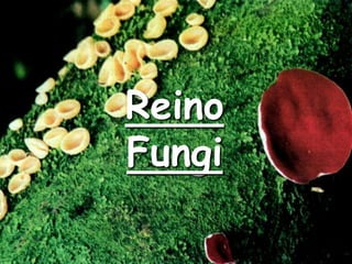 Reino
Fungi
 