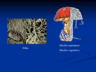 Hifas
Micélio reprodutor
Micélio vegetativo
 