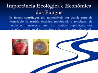 Importância Ecológica e Econômica
dos Fungos
- Os fungos saprófagos são responsáveis por grande parte da
degradação da matéria orgânica, propiciando a reciclagem de
nutrientes. Juntamente com as bactérias saprófagas, eles
compõem o grupos dos organismos decompositores, de grande
importância ecológica.
Penicillium spp.
Rhizophus spp.
 
