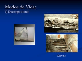 Modos de Vida:
1) Decompositores
Móveis
 