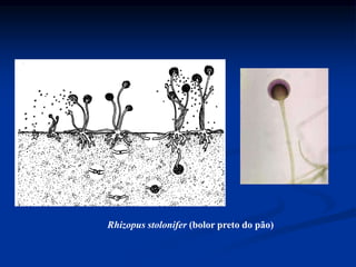 Rhizopus stolonifer (bolor preto do pão)
 