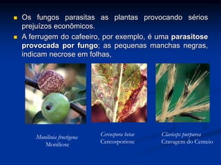  Os fungos parasitas as plantas provocando sérios
prejuízos econômicos.
 A ferrugem do cafeeiro, por exemplo, é uma parasitose
provocada por fungo; as pequenas manchas negras,
indicam necrose em folhas,
Monilinia fructigena
Moniliose
Cercospora betae
Cercosporiose
Claviceps purpurea
Cravagem do Centeio
 