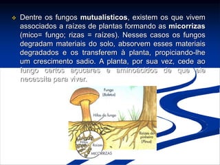  Dentre os fungos mutualísticos, existem os que vivem
associados a raízes de plantas formando as micorrizas
(mico= fungo; rizas = raízes). Nesses casos os fungos
degradam materiais do solo, absorvem esses materiais
degradados e os transferem à planta, propiciando-lhe
um crescimento sadio. A planta, por sua vez, cede ao
fungo certos açucares e aminoácidos de que ele
necessita para viver.
 