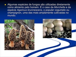  Algumas espécies de fungos são utilizadas diretamente
como alimento pelo homem. É o caso da Morchella e da
espécie Agaricus brunnescens, o popular cogumelo ou
champignon, uma das mais amplamente cultivadas no
mundo.
Morchella
Agaricus
 