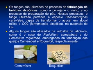  Os fungos são utilizados no processo de fabricação de
bebidas alcoólicas, como a cerveja e o vinho, e no
processo de preparação do pão. Nesses processos, o
fungo utilizado pertence à espécie Saccharomyces
cerevisiae, capaz de transformar o açucar em alcool
etílico e CO2 (fermentação alcoólica), na ausência de
O2.
 Alguns fungos são utilizados na indústria de laticínios,
como é o caso do Penicillium camemberti e do
Penicillium roqueforte, empregados na fabricação dos
queijos Camembert e Roquefort, respectivamente.
Camembert Roquefort
 