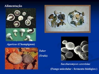 Alimentação
Agaricus (Champignon)
Saccharomyces cerevisiae
(Fungo unicelular - fermento biológico )
Tuber
(Trufa)
 