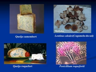 Queijo camembert
Queijo roquefort
Shiitake
Lentinus edodes(Cogumelo-do-sol)
Penicillium roquefortii
 