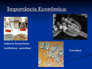 Importância Econômica:
Indústria farmacêutica
(antibióticos - penicilina)
Penicillium
 