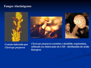 Fungos Alucinógenos
Centeio infectado por
Claviceps purpurea
Claviceps purpurea (contém o alcalóide ergotamina,
utilizado na elaboração do LSD - dietilamida do ácido
lisérgico)
 