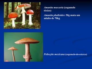 Amanita muscaria (cogumelo
tóxico)
Amanita phalloides: 50g mata um
adulto de 70kg
Psilocybe mexicana (cogumelo-do-esterco)
 