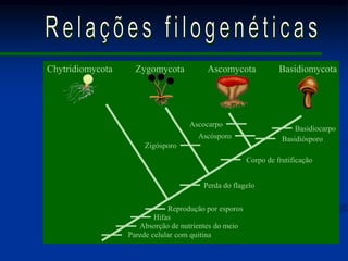Chytridiomycota Zygomycota Ascomycota Basidiomycota
Basidiocarpo
Basidiósporo
Ascocarpo
Ascósporo
Corpo de frutificação
Zigósporo
Perda do flagelo
Reprodução por esporos
Hifas
Absorção de nutrientes do meio
Parede celular com quitina
 