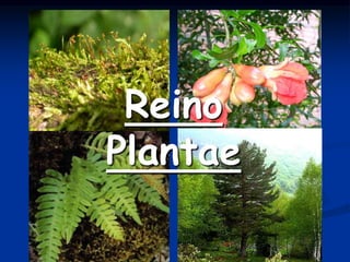 Reino
Plantae
 