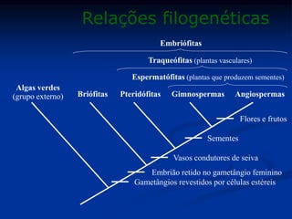 Relações filogenéticas
Algas verdes
(grupo externo) Briófitas Pteridófitas Gimnospermas Angiospermas
Gametângios revestidos por células estéreis
Embrião retido no gametângio feminino
Vasos condutores de seiva
Sementes
Flores e frutos
Espermatófitas (plantas que produzem sementes)
Traqueófitas (plantas vasculares)
Embriófitas
 