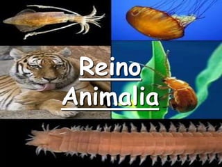 Reino
Animalia
 