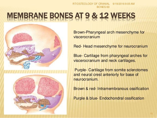 1 Osteology Of Cranial Bones Rt 67 Dr Rahul Tiwari