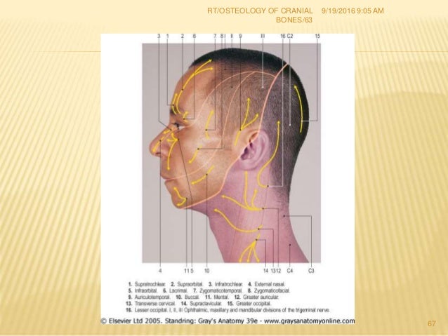 1 Osteology Of Cranial Bones Rt 67 Dr Rahul Tiwari