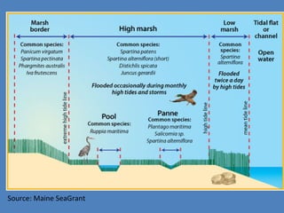 Source: Maine SeaGrant
 