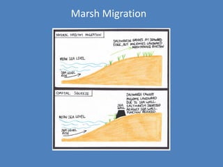 Marsh Migration
 