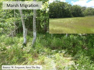 Marsh Migration
Source: W. Ferguson, Save The Bay
 