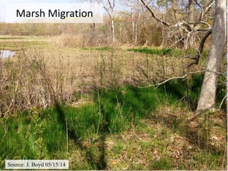 Marsh Migration
Source: J. Boyd 05/15/14
 