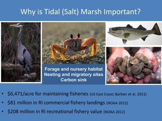 Why is Tidal (Salt) Marsh Important?
Forage and nursery habitat
Nesting and migratory sites
Carbon sink
• $6,471/acre for maintaining fisheries (US East Coast; Barbier et al. 2011)
• $81 million in RI commercial fishery landings (NOAA 2012)
• $208 million in RI recreational fishery value (NOAA 2012)
 