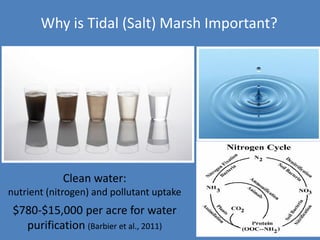 Clean water:
nutrient (nitrogen) and pollutant uptake
$780-$15,000 per acre for water
purification (Barbier et al., 2011)
Why is Tidal (Salt) Marsh Important?
 