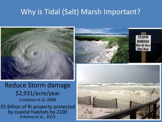 Reduce Storm damage
$2,931/acre/year
Costanza et al, 2008
$5 Billion of RI property protected
by coastal habitats by 2100
Arkema et al., 2013
Why is Tidal (Salt) Marsh Important?
 