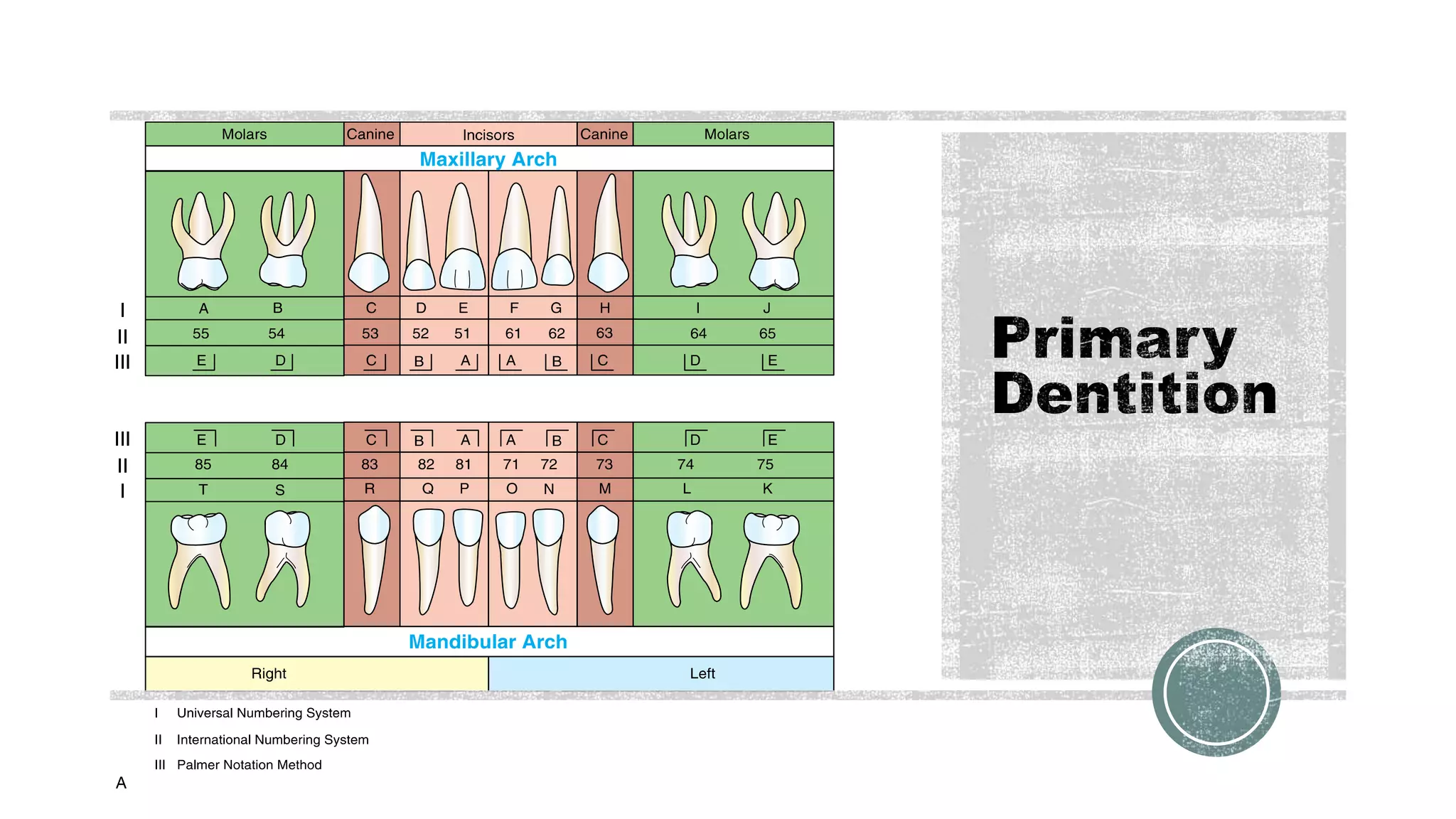 Dention Types Overview of Dentitions | PPTX