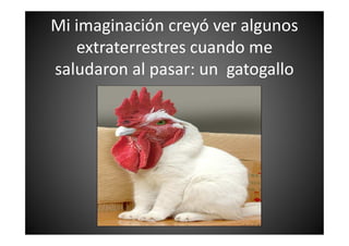 Mi imaginación creyó ver algunos
extraterrestres cuando me
saludaron al pasar: un gatogallo
 