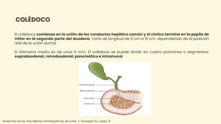 Colecistectomia laparoscopica Ana Wald | PPTX