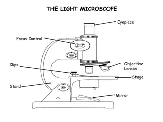 THE LIGHT MICROSCOPE
Eyepiece
Objective
Lenses
Stage
Mirror
Stand
Clips
Focus Control
 