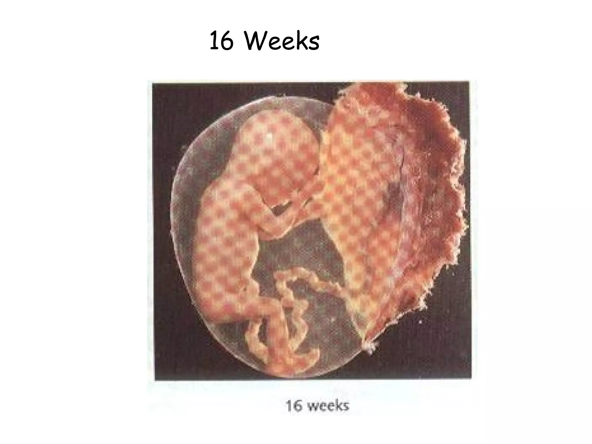 16 Weeks 