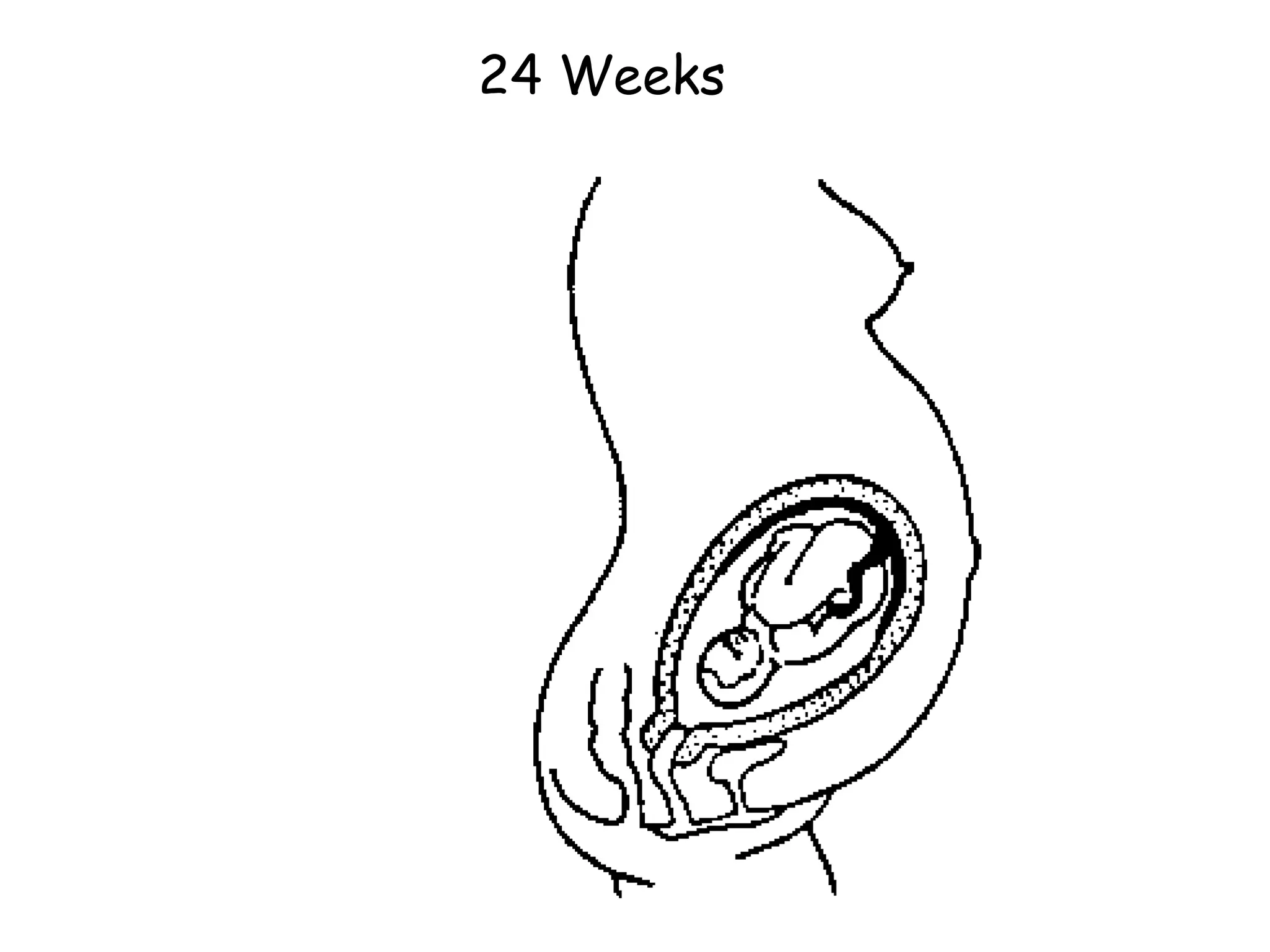 24 Weeks 