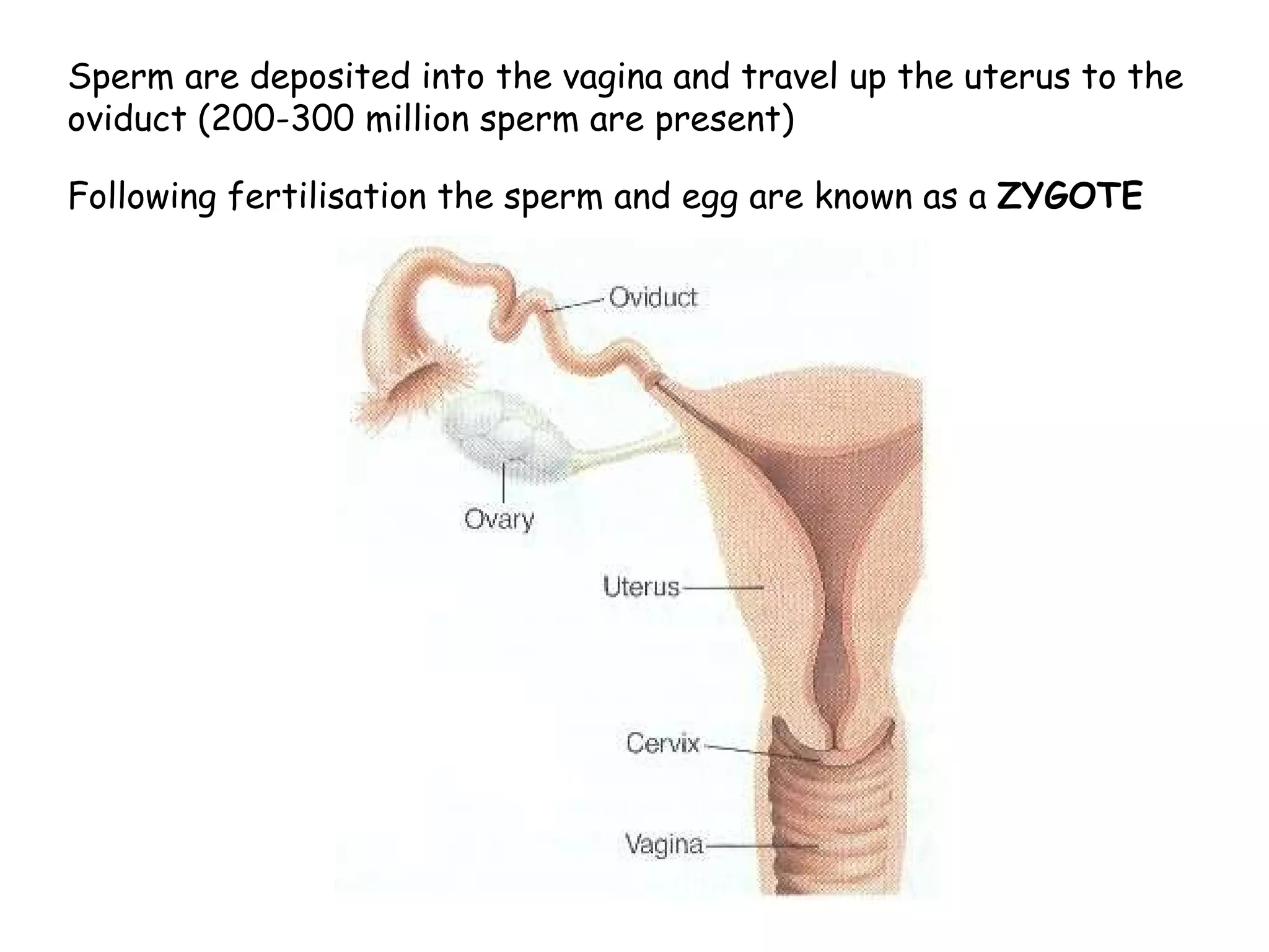 Sperm are deposited into the vagina and travel up the uterus to the oviduct (200-300 million sperm are present) Following fertilisation the sperm and egg are known as a  ZYGOTE 