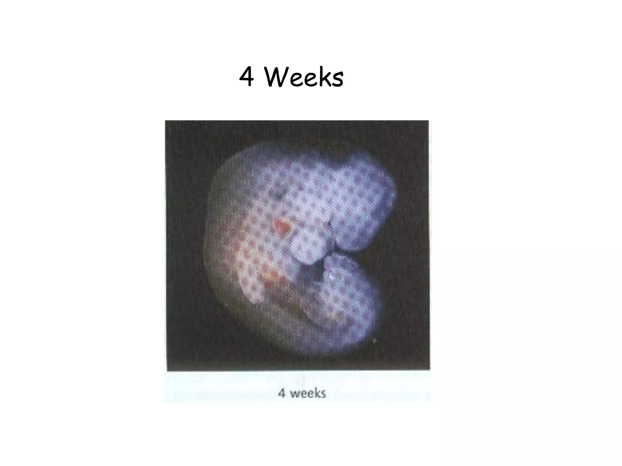 4 Weeks 