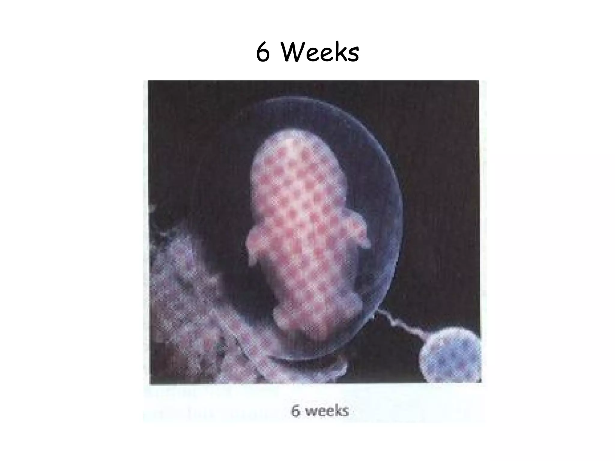 6 Weeks 