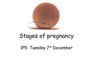 Stages of pregnancy 1P5: Tuesday 7 th  December 