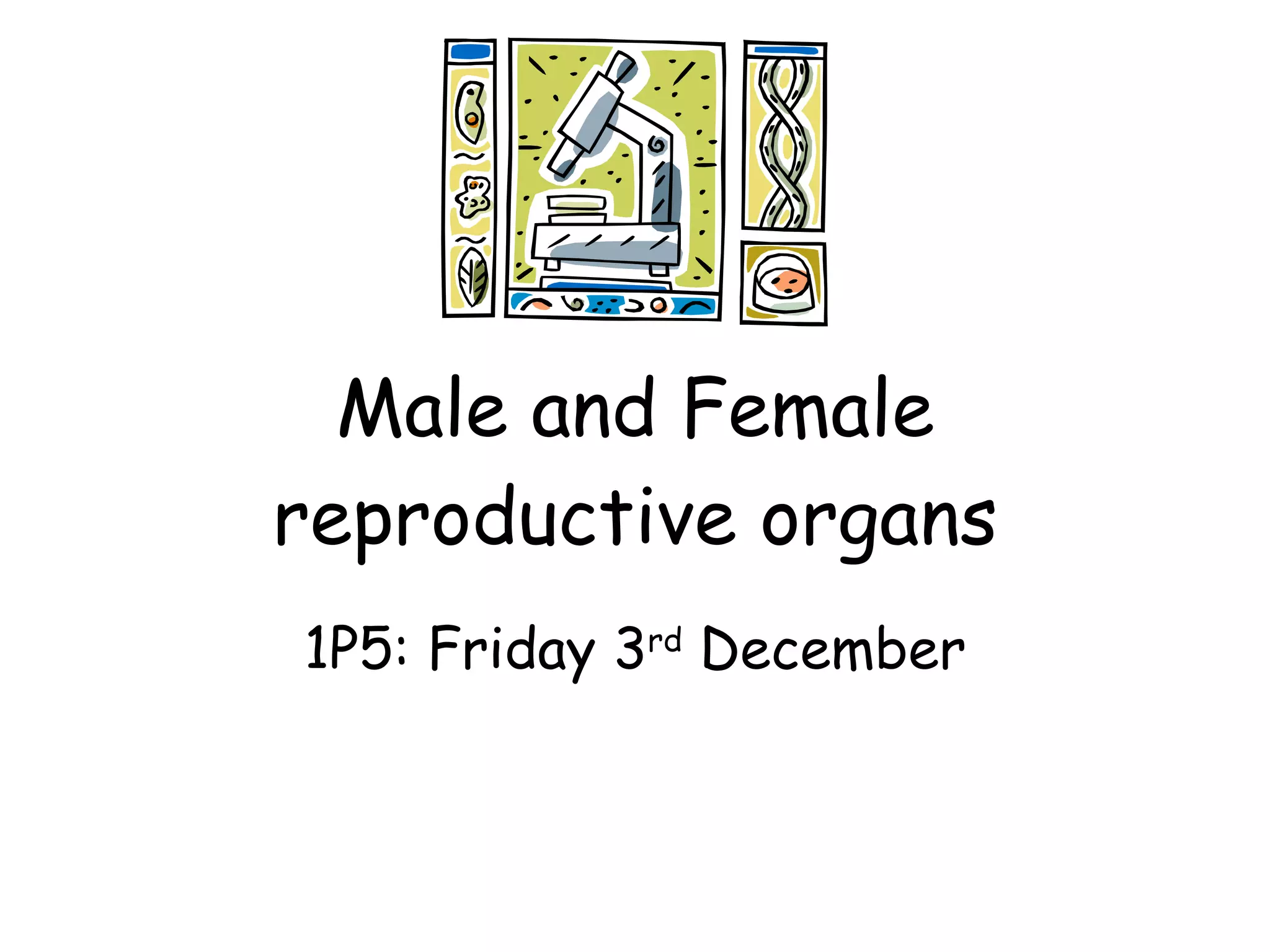 Male and Female reproductive organs 1P5: Friday 3 rd  December 