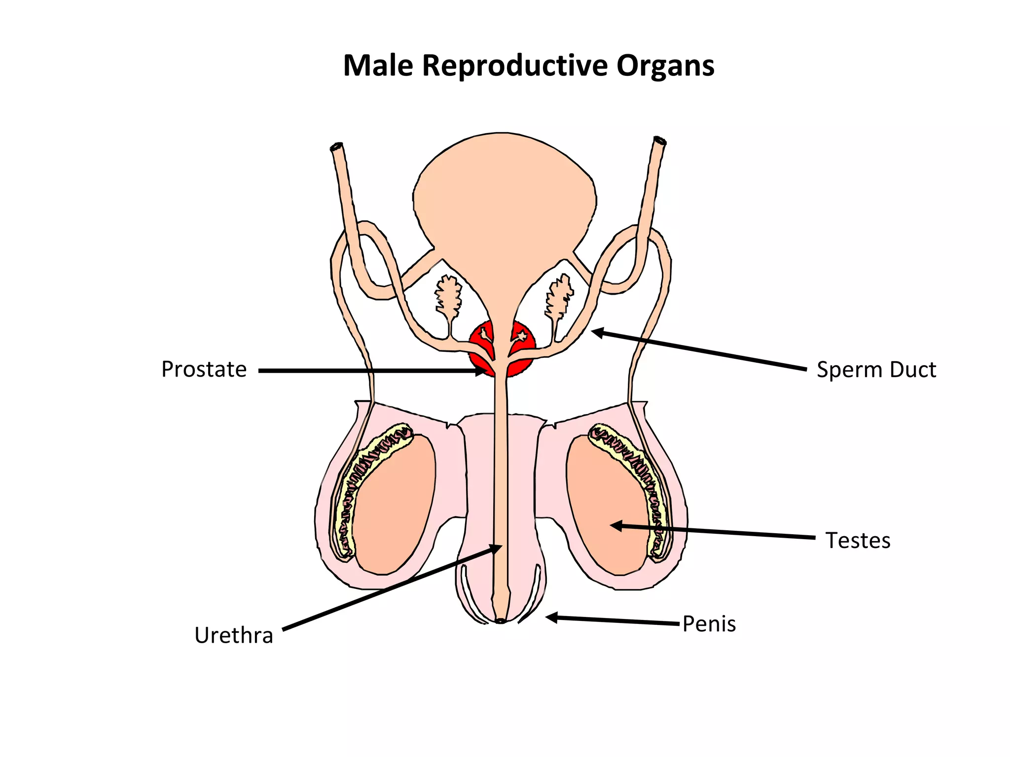 Male Reproductive Organs Testes Sperm Duct Urethra Penis Prostate 