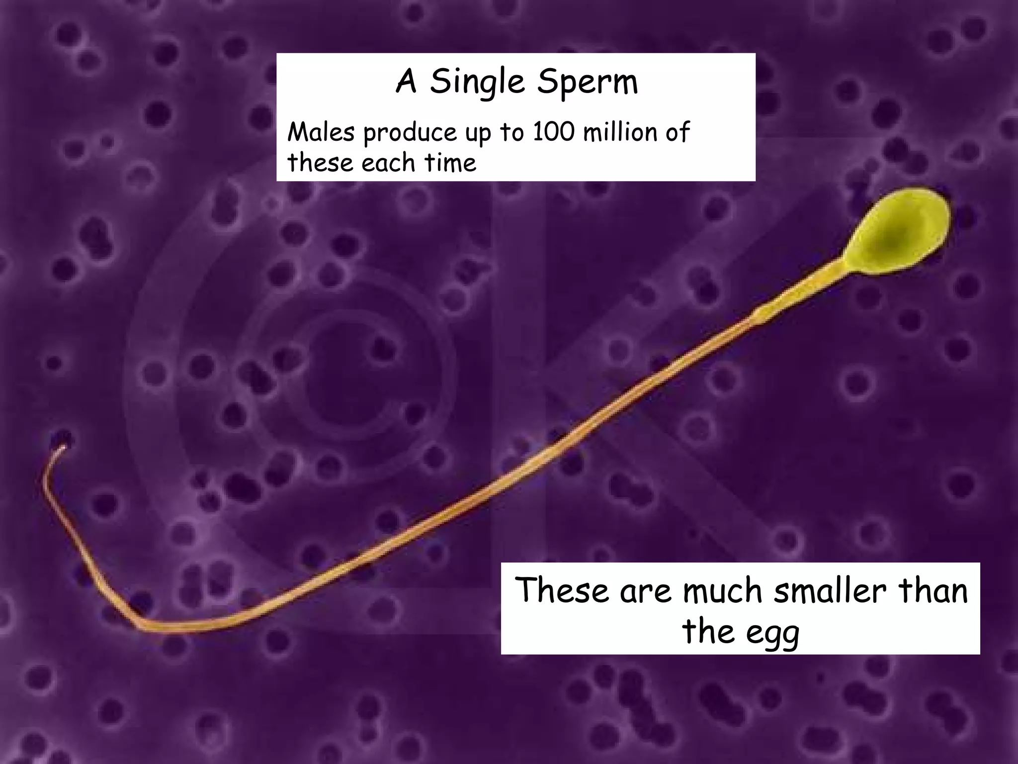 A Single Sperm Males produce up to 100 million of these each time These are much smaller than the egg 