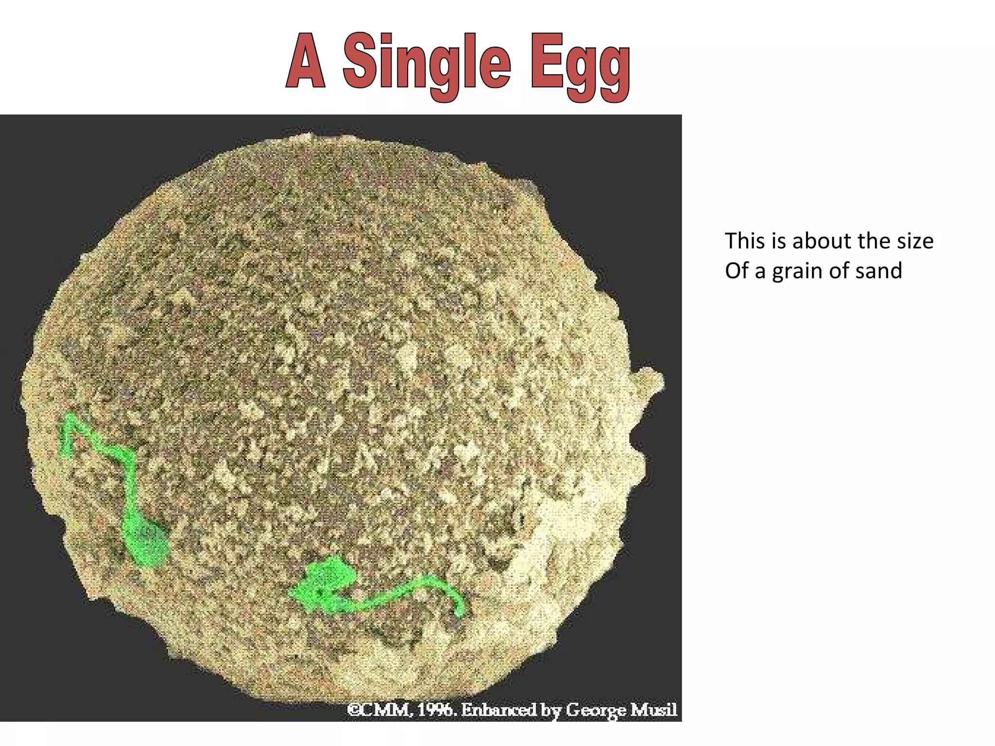 A Single Egg This is about the size Of a grain of sand 