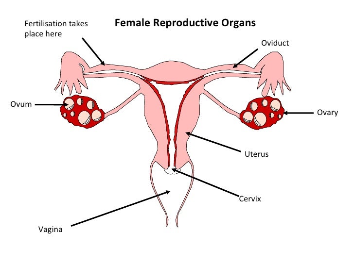 Female Sexual Organs Picture 90